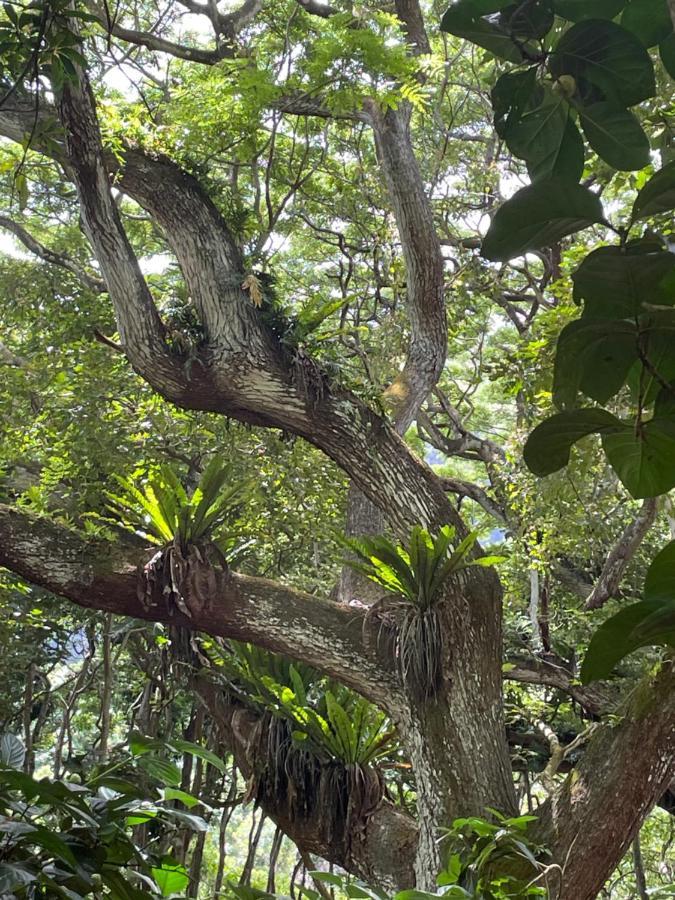 Апартаменты Ka Hale Kealoha Каункакай Экстерьер фото